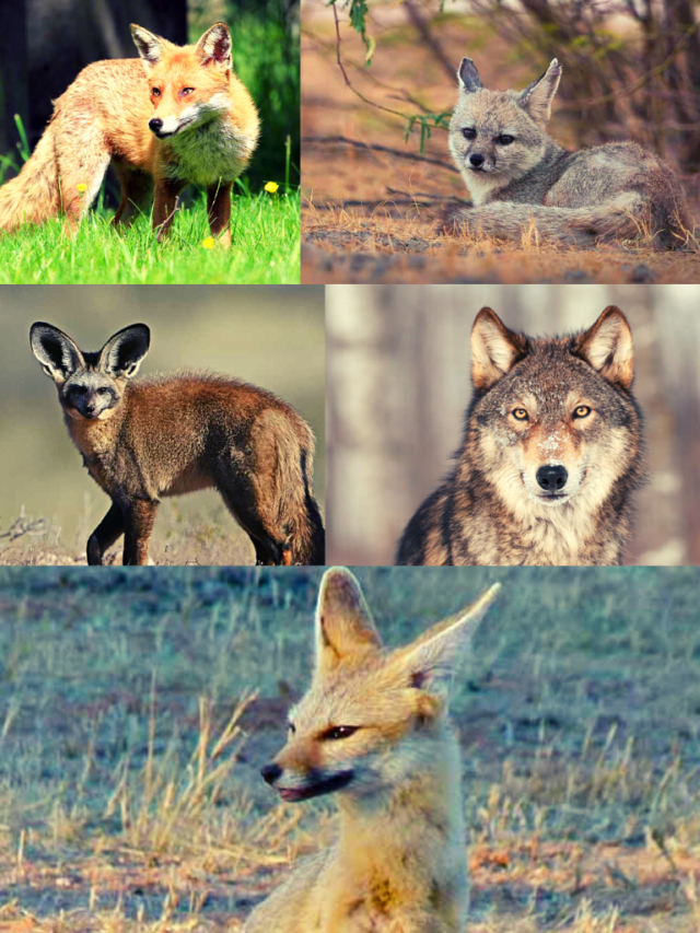 Wild Dogs species