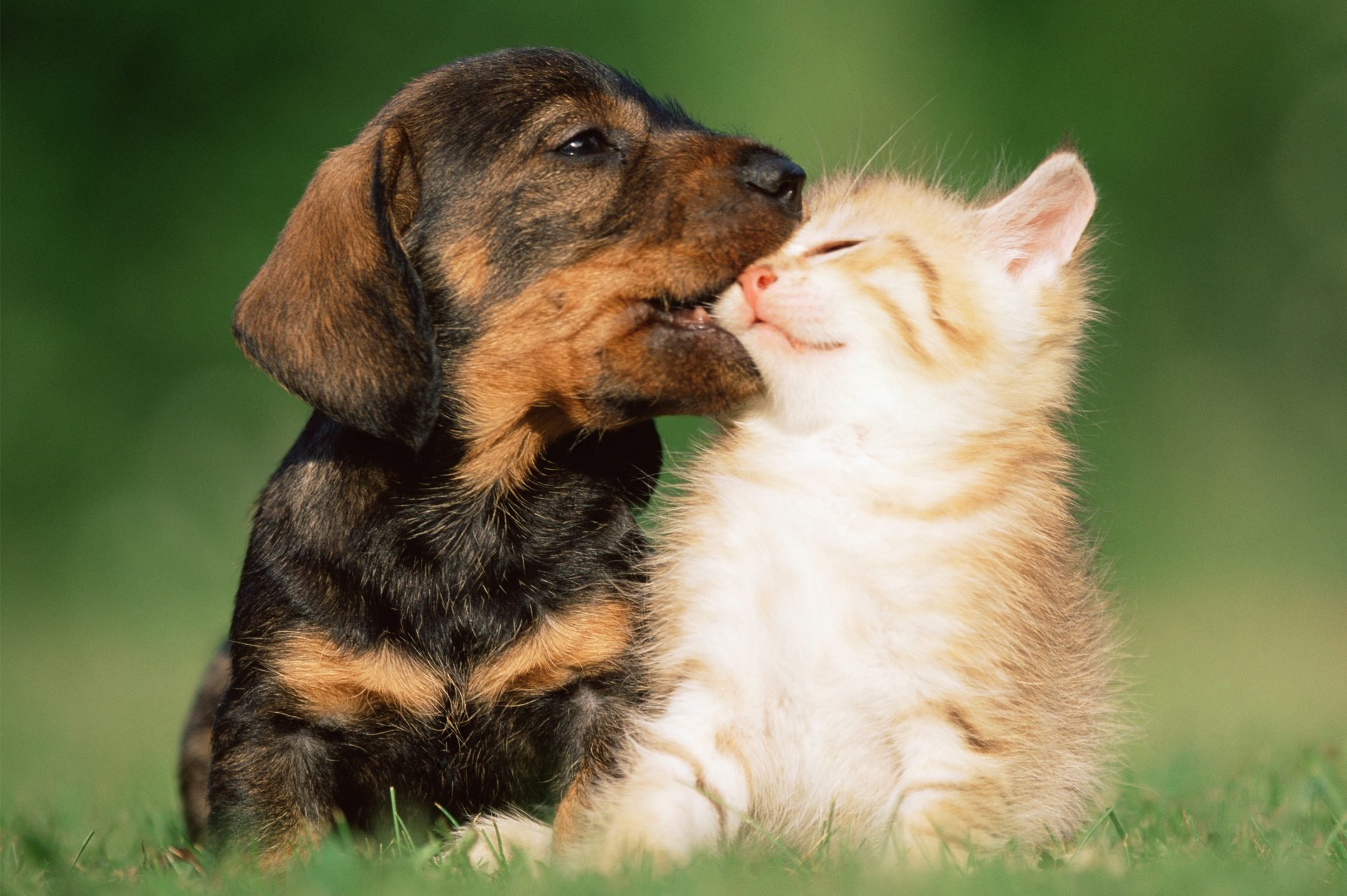 Cute Pups and Cats Dogs and Cats